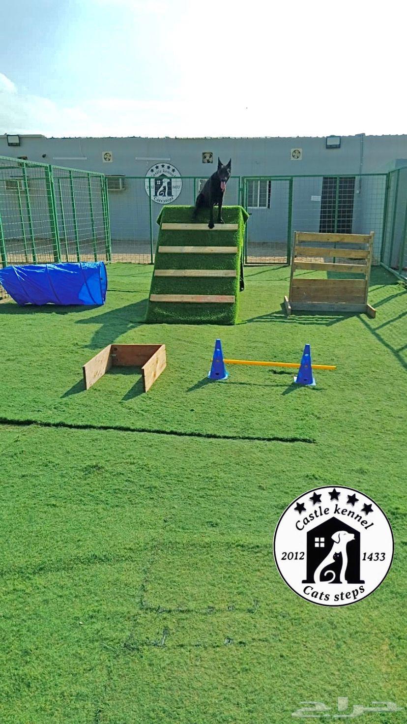 فندقة وتدريب كلاب64572326732931113