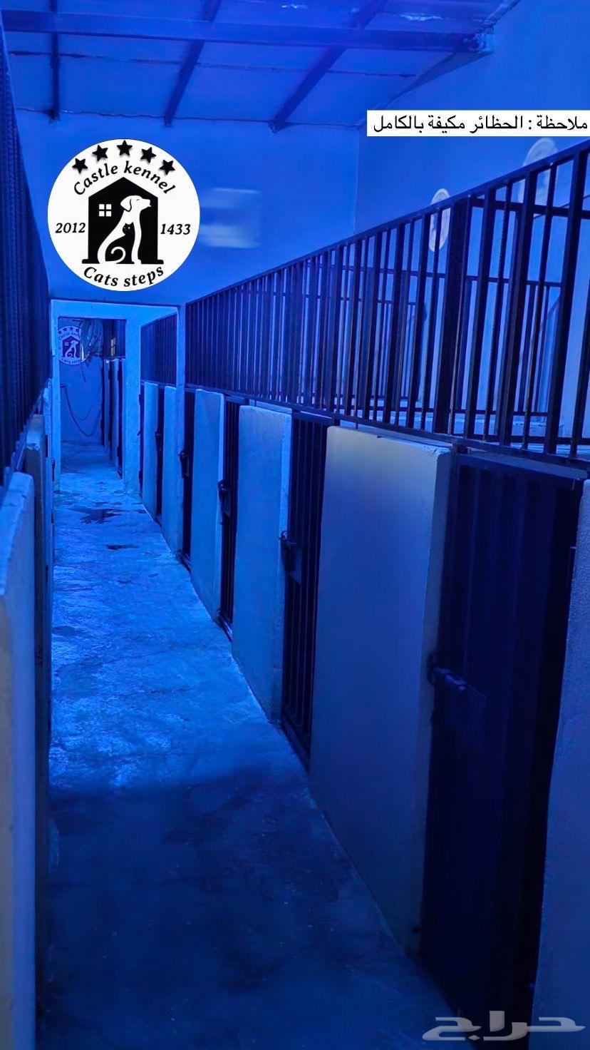 فندقة وتدريب كلاب64572326732931111