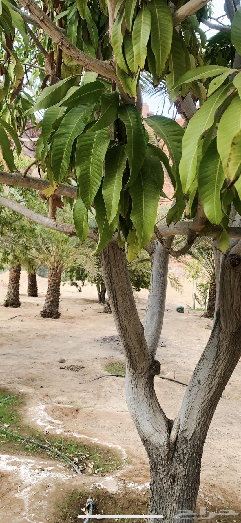 Delivery in and out of Tabuk64518018136321110