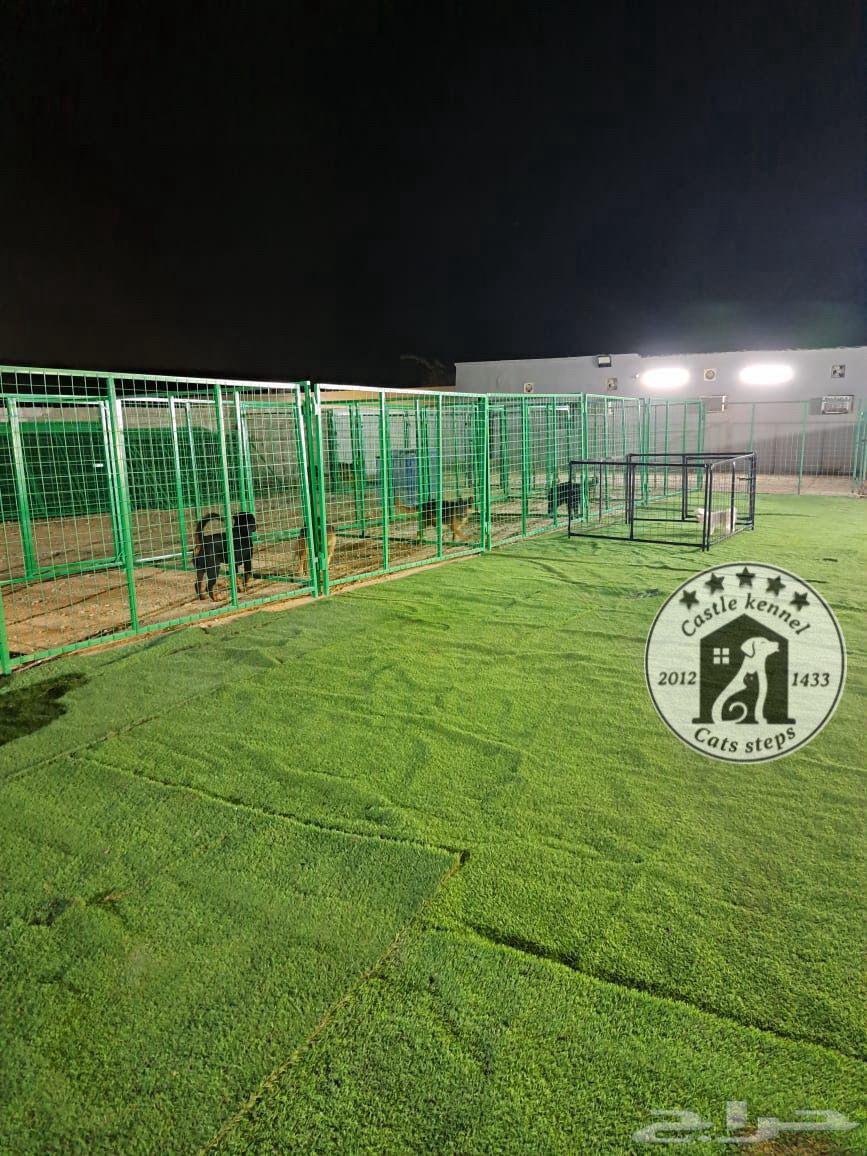 فندقة وتدريب كلاب64572326732931114