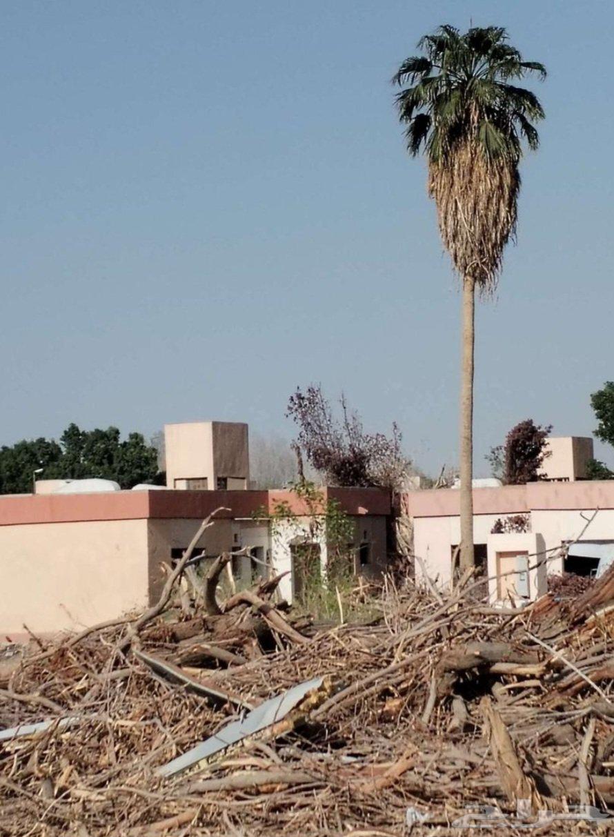 Removal of dead palm trees, relocation of palm trees, pruning of palm trees, cutting trees, tree trimming, lifting, transportation of palm trees64518017976066113