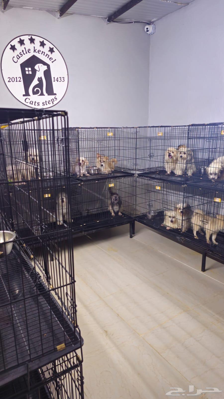 فندقة وتدريب كلاب64572326732931110