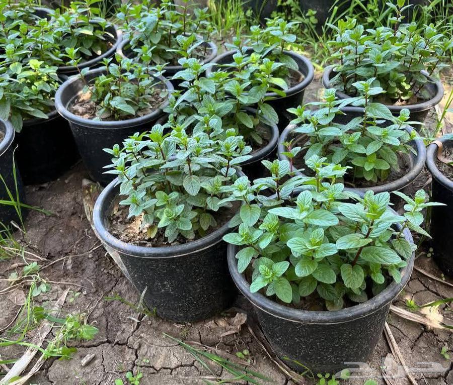 Landscaping and Irrigation Networks Design64518162680451114