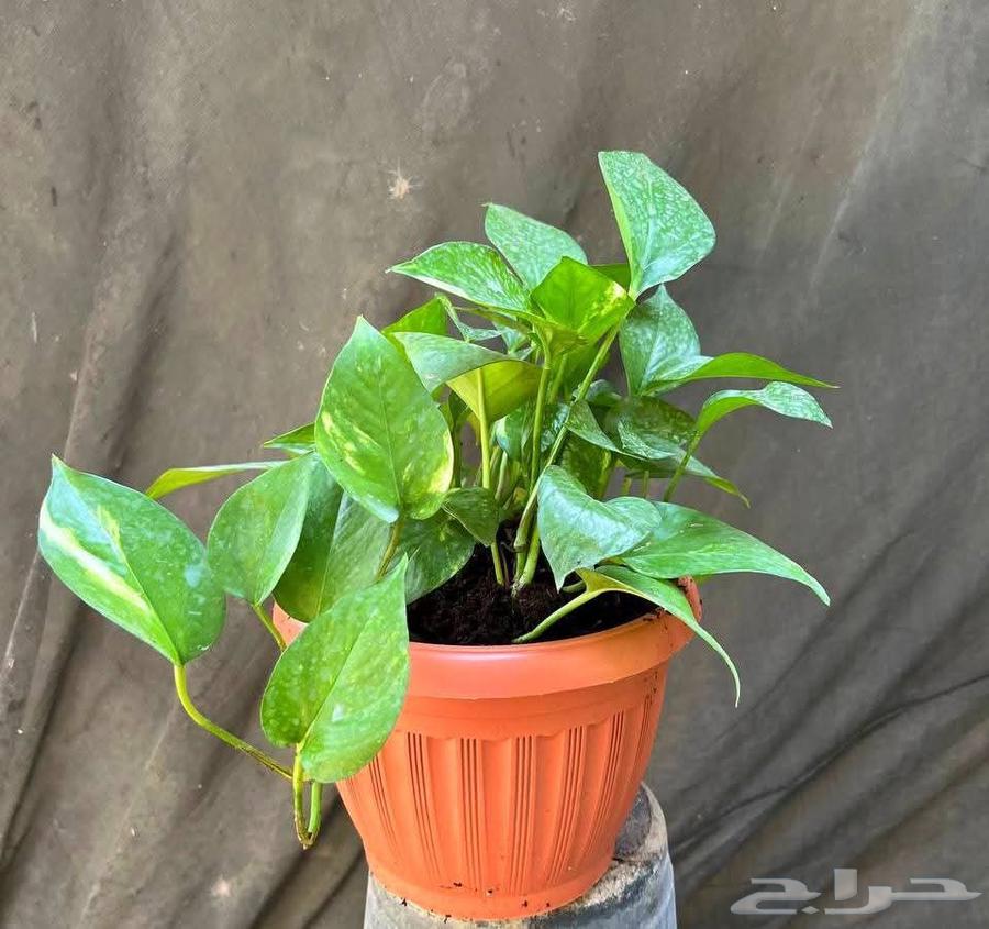 Landscaping and Irrigation Networks Design64518162680451112