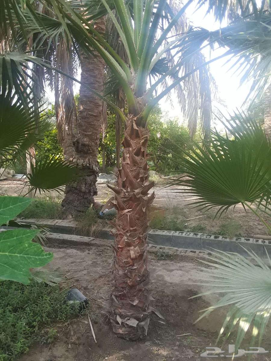 ابومحمد لتنسيق الحديق64518228500098111