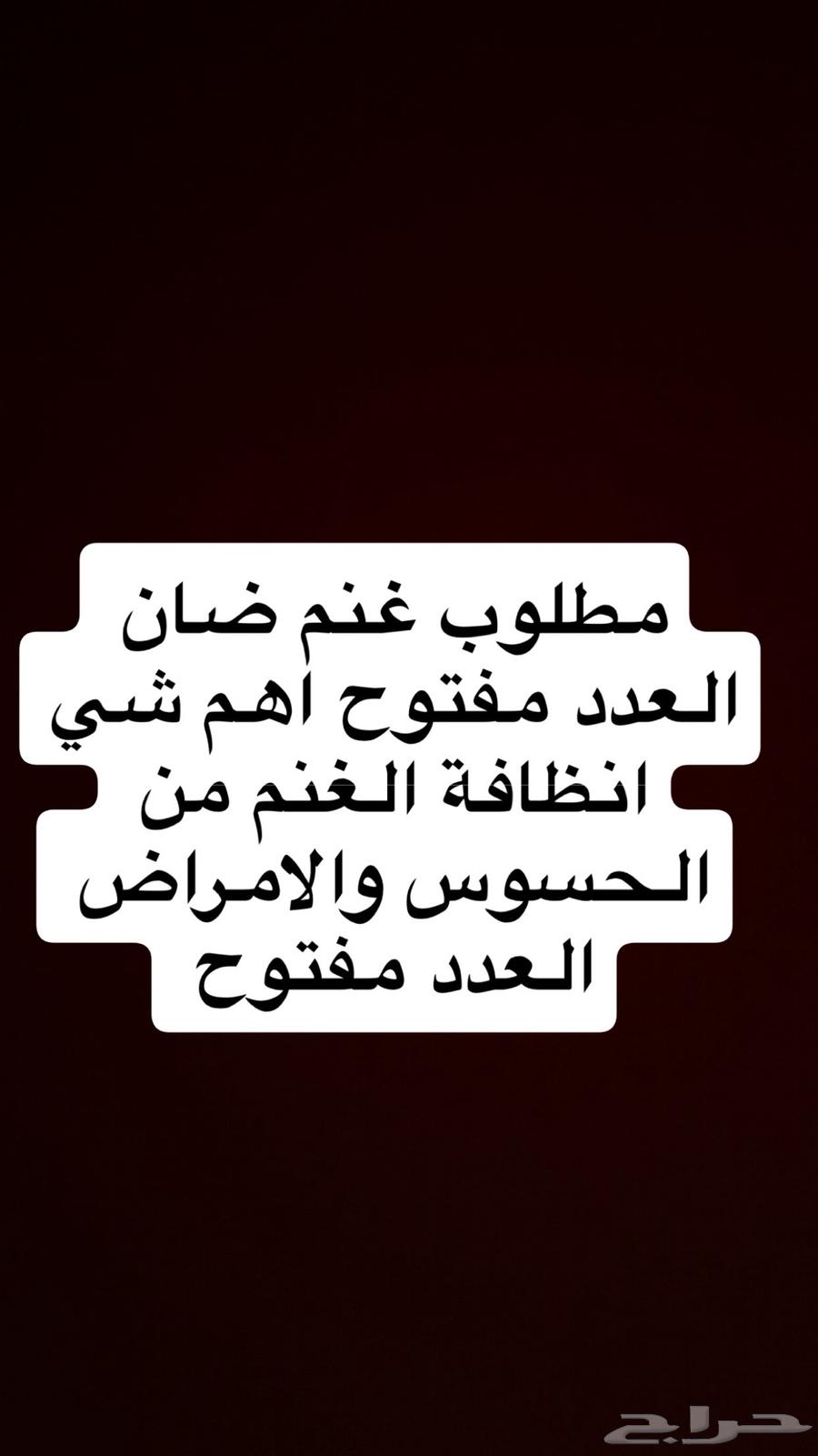 Sheep required for sale, whole number, quantity open64525051462657110