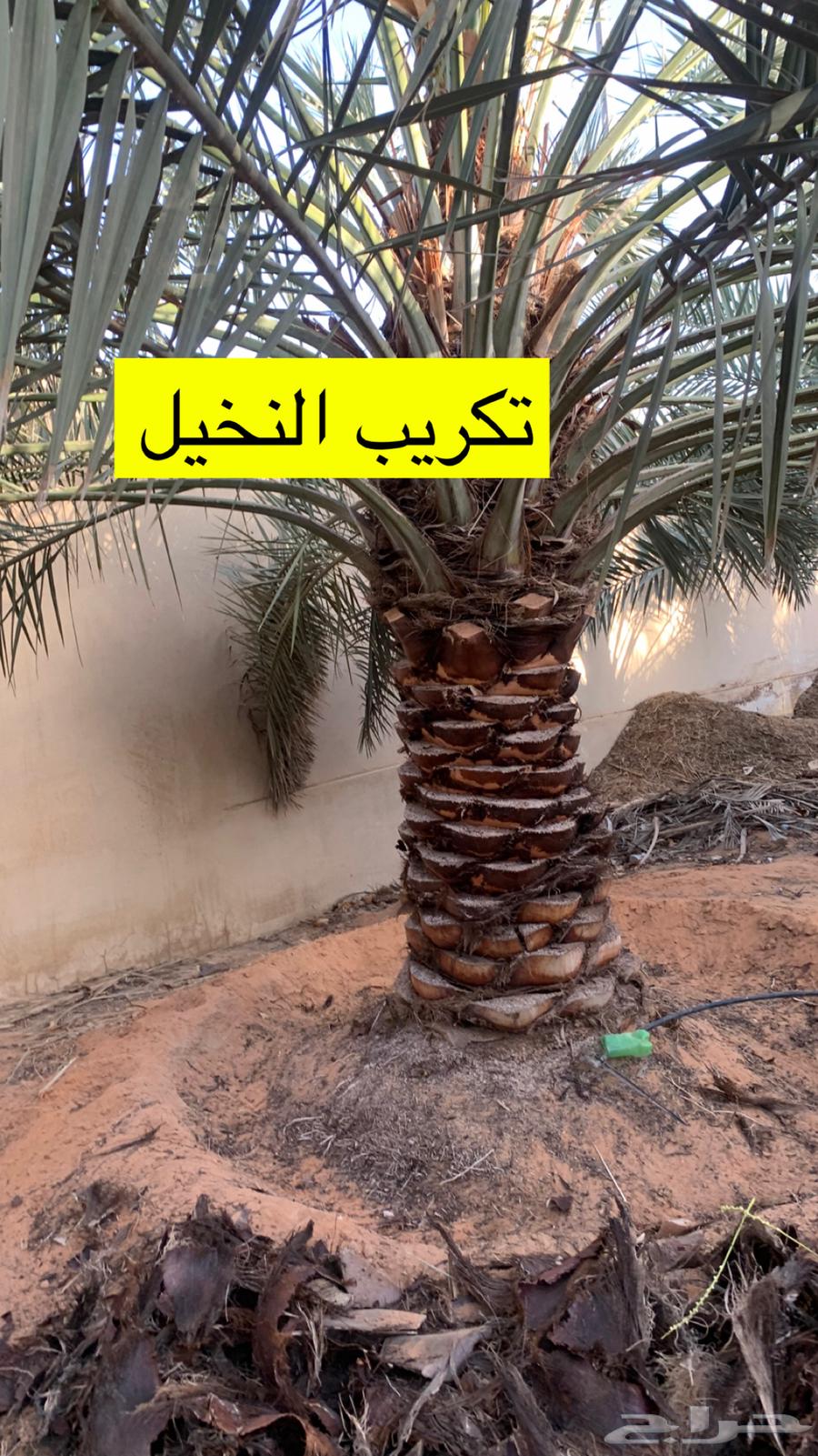 تكريب وصيانة النخيل64525020690819110