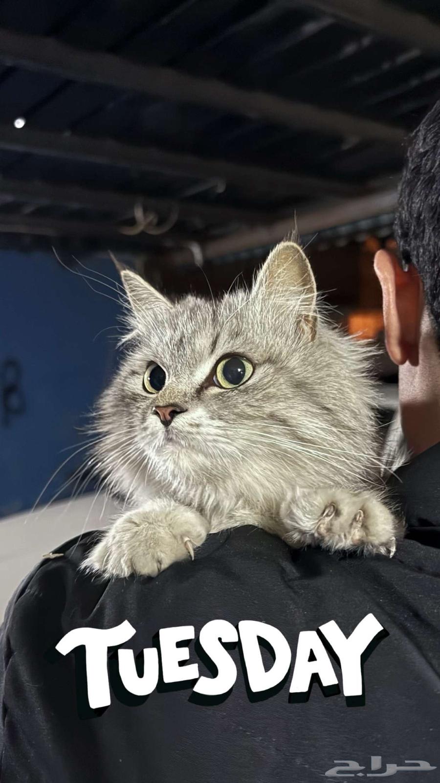 قط للتبني64525052116866110