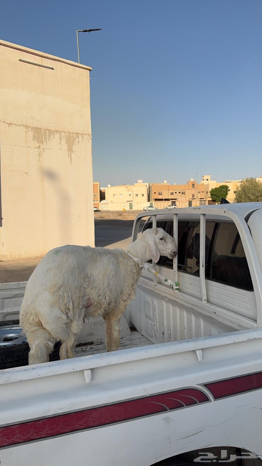 عادي للتوصيل ذبايح وأغراض شغال التوصيل نقل عفوش64534227298561111