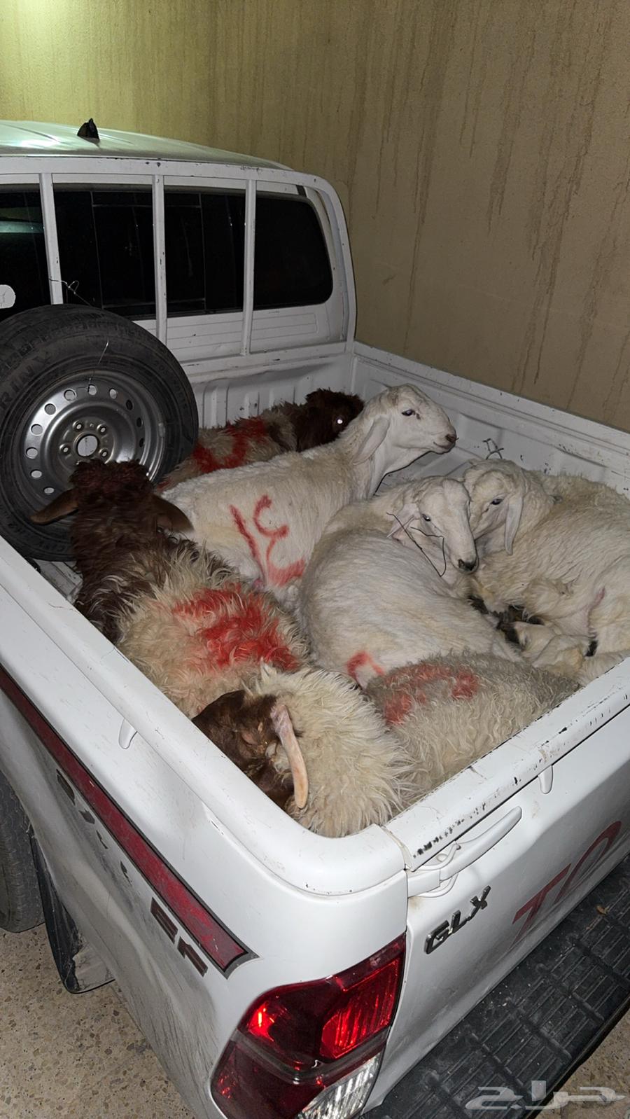 عادي للتوصيل ذبايح وأغراض شغال التوصيل نقل عفوش64534227298561112