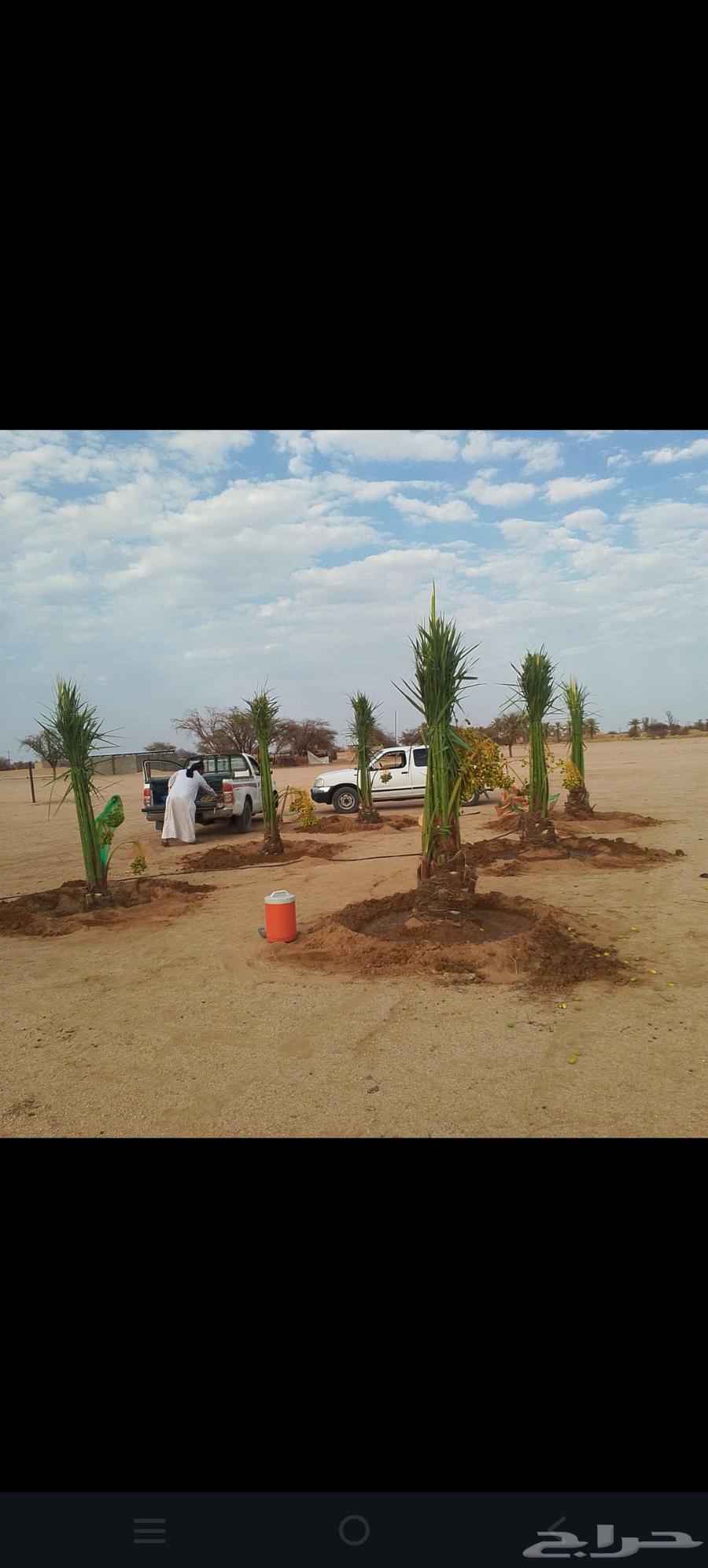 ابو عبدالرحمن لتوريد جميع انواع انخل المثمر وزينه وتركيب اشب64534440237442110