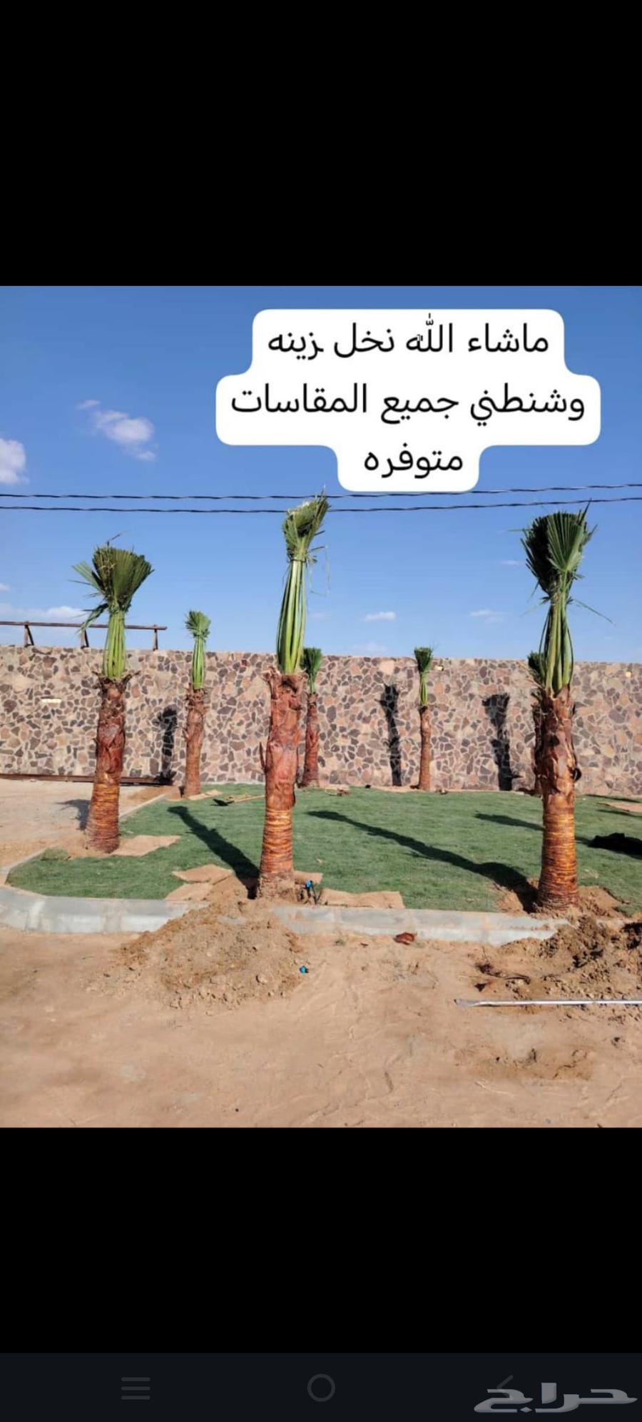 ابو عبدالرحمن لتوريد جميع انواع انخل المثمر وزينه وتركيب اشب64534440237442111