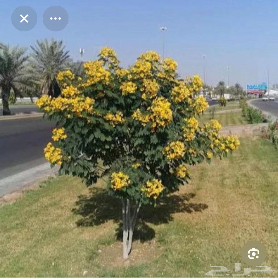 زراعة التيل الطبيعي بافضل الاسعار64534503053825110