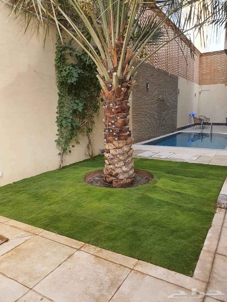 زراعة التيل الطبيعي بافضل الاسعار64534503053825111