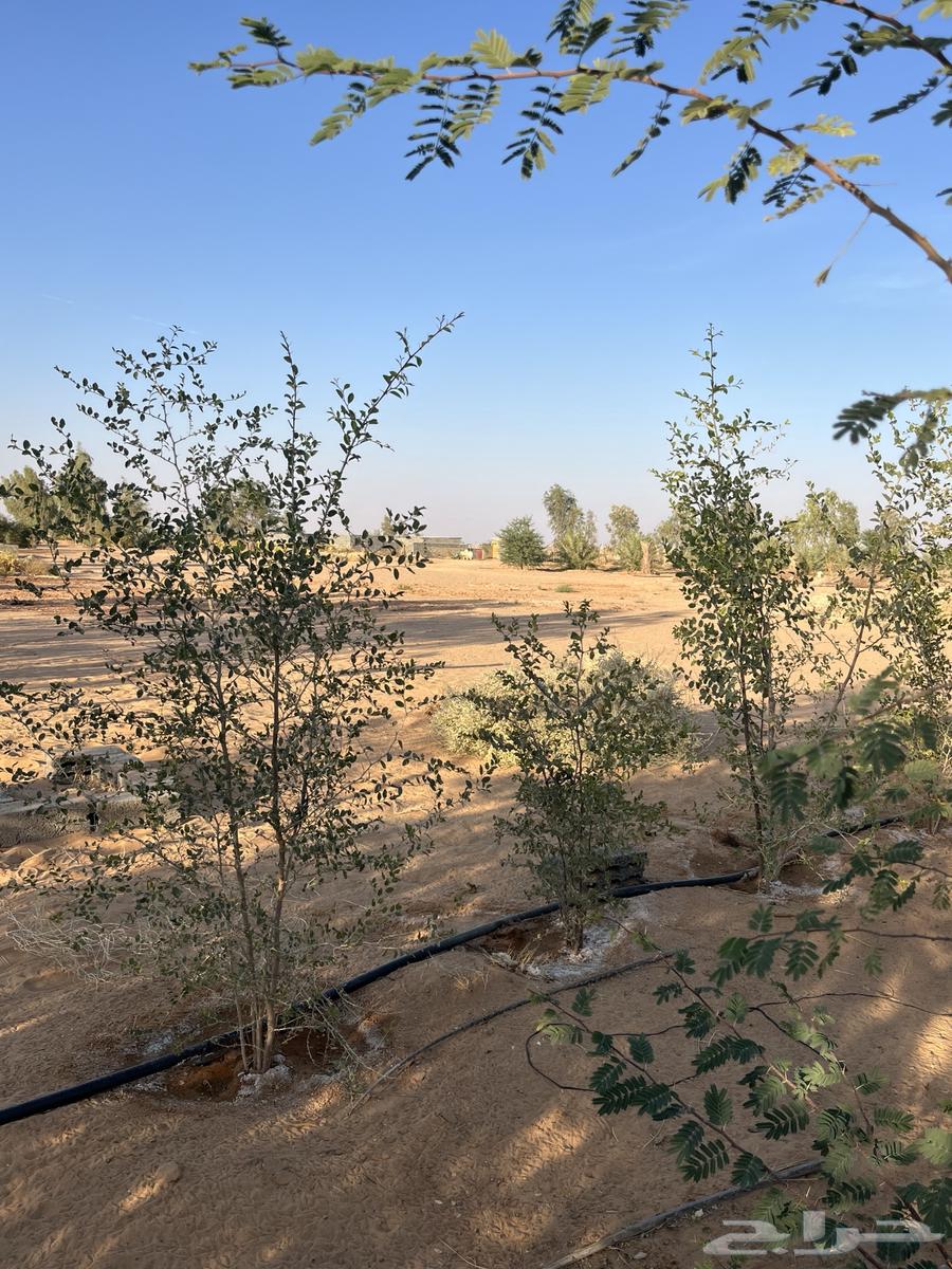 مزرعة للإيجار