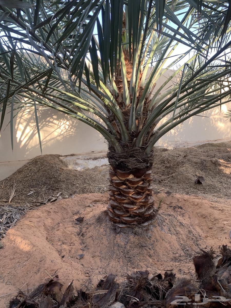 تكريب وصيانة النخيل64525020690819111