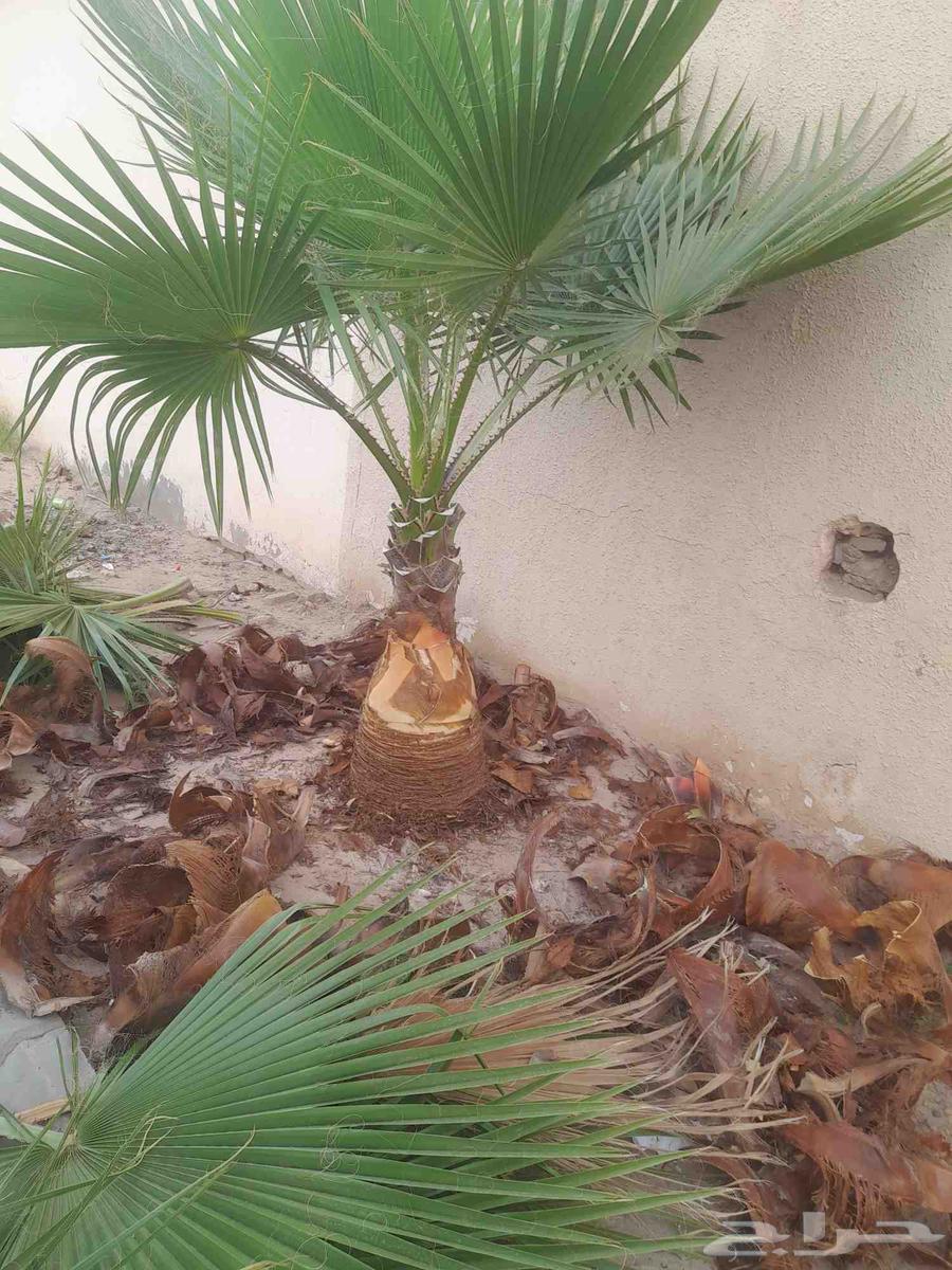 جميع انوع انخيل ازينه ولمثمره لتواصل64525020932610113