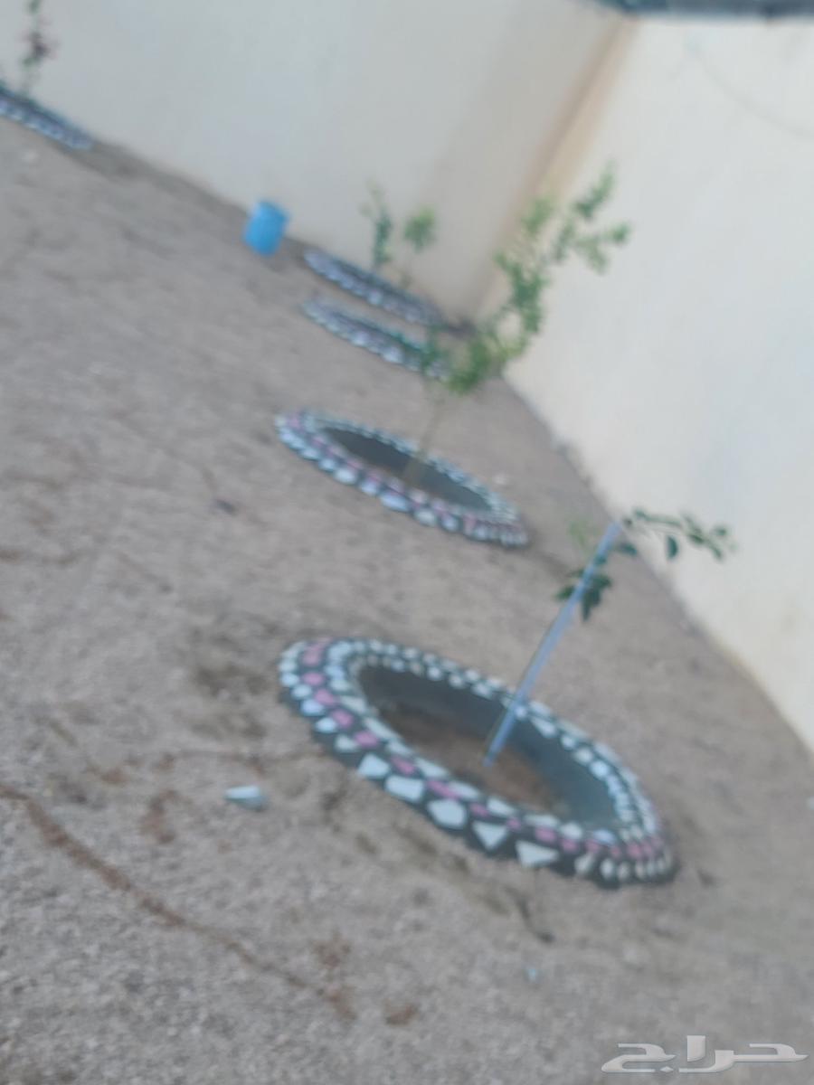 Landscaping, watering and pruning trees64562727081475112