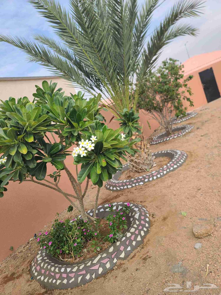 Landscaping, watering and pruning trees64562727081475113