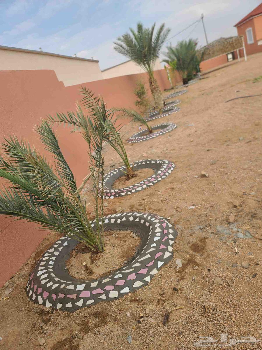 Landscaping, watering and pruning trees64562727081475114