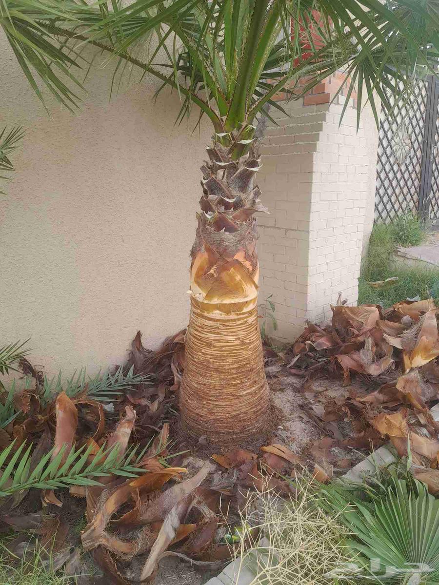 جميع انوع انخيل ازينه ولمثمره لتواصل64525020932610111