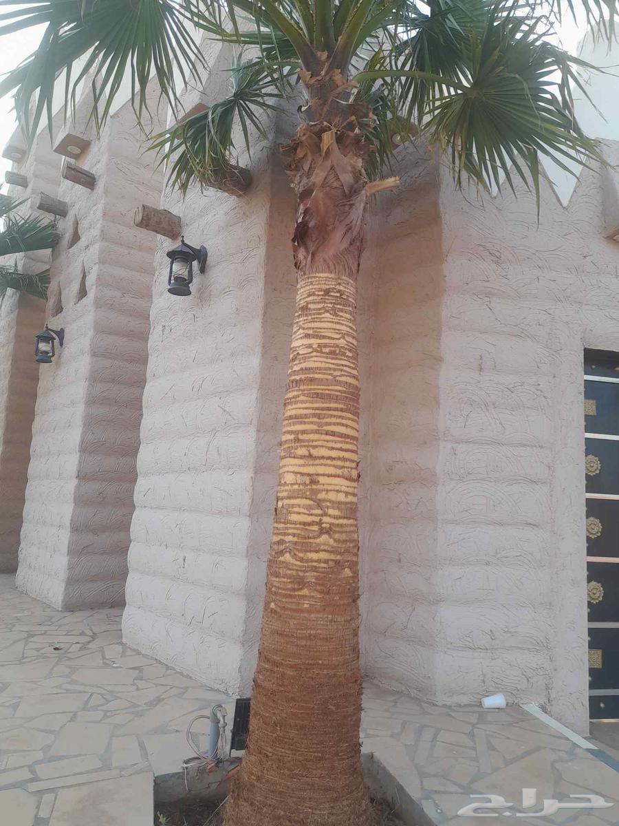 جميع انوع انخيل ازينه ولمثمره لتواصل64525020932610110