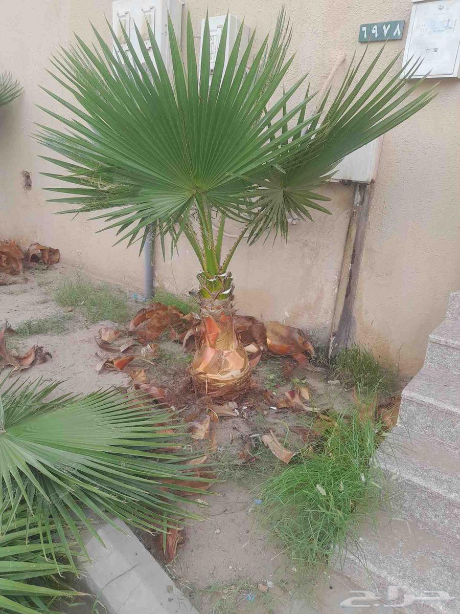 جميع انوع انخيل ازينه ولمثمره لتواصل64525020932610112