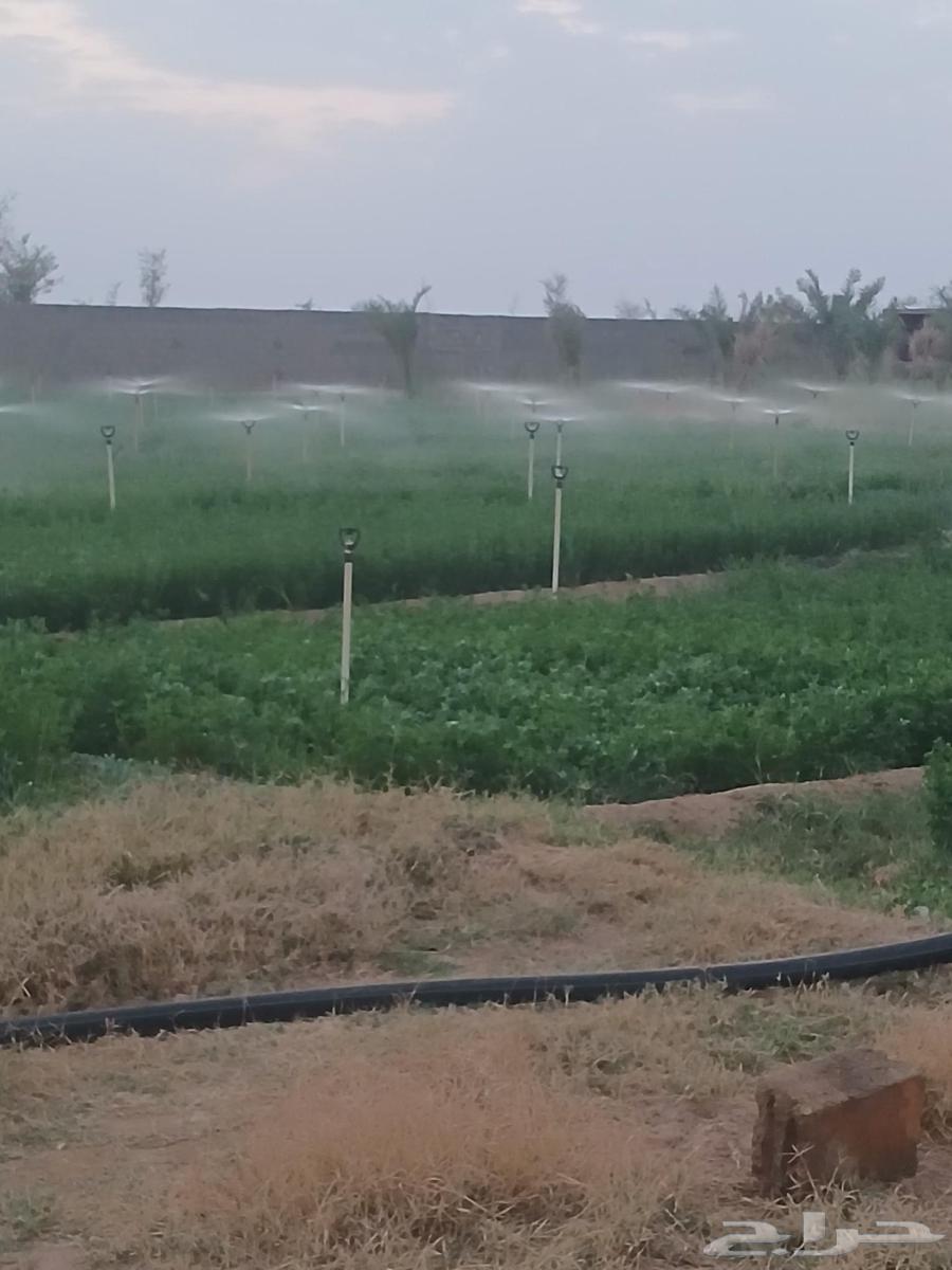 نقوم بتركيب عريش وخيم وتركيب شبوك64606262432130110