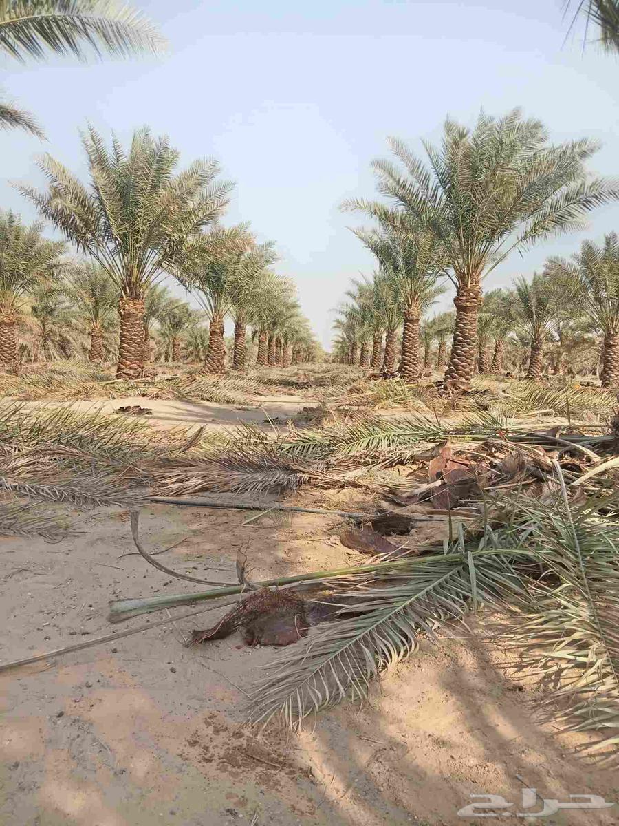 مقاولات عامة الجميع أنواع النخل64534276852482110