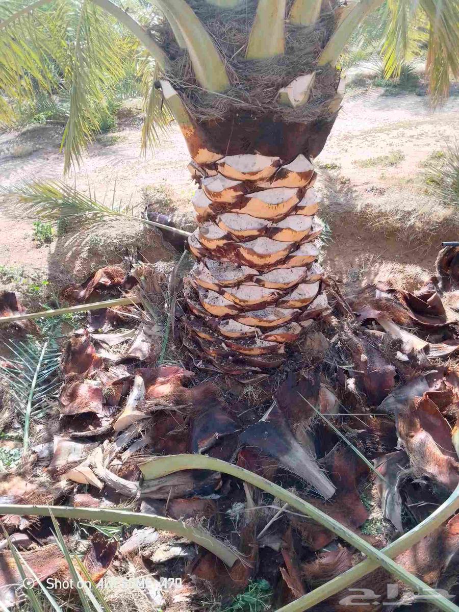 تكريب تقليع النخل والاشجار وكل ما يخص الزراعه أن شاء الله64534408248578110