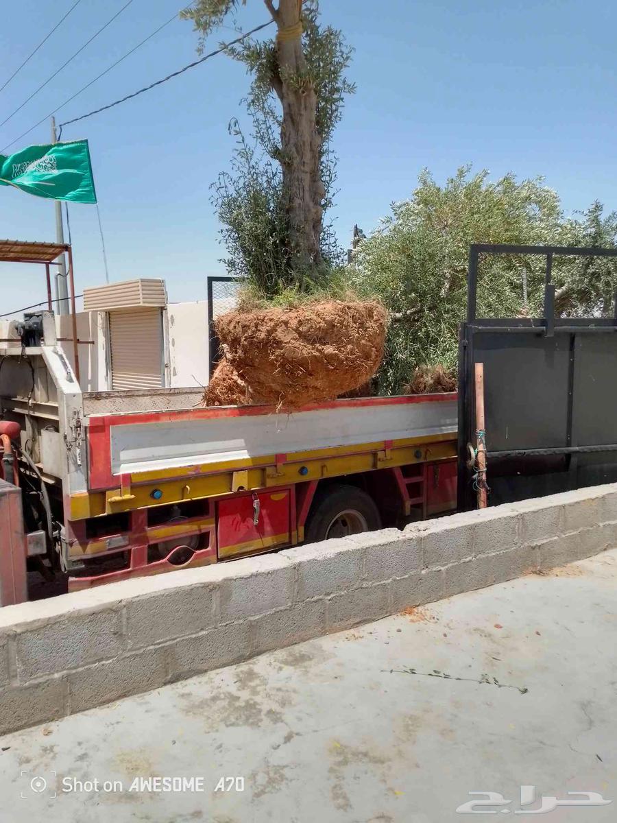 تكريب تقليع النخل والاشجار وكل ما يخص الزراعه أن شاء الله64534408248578111