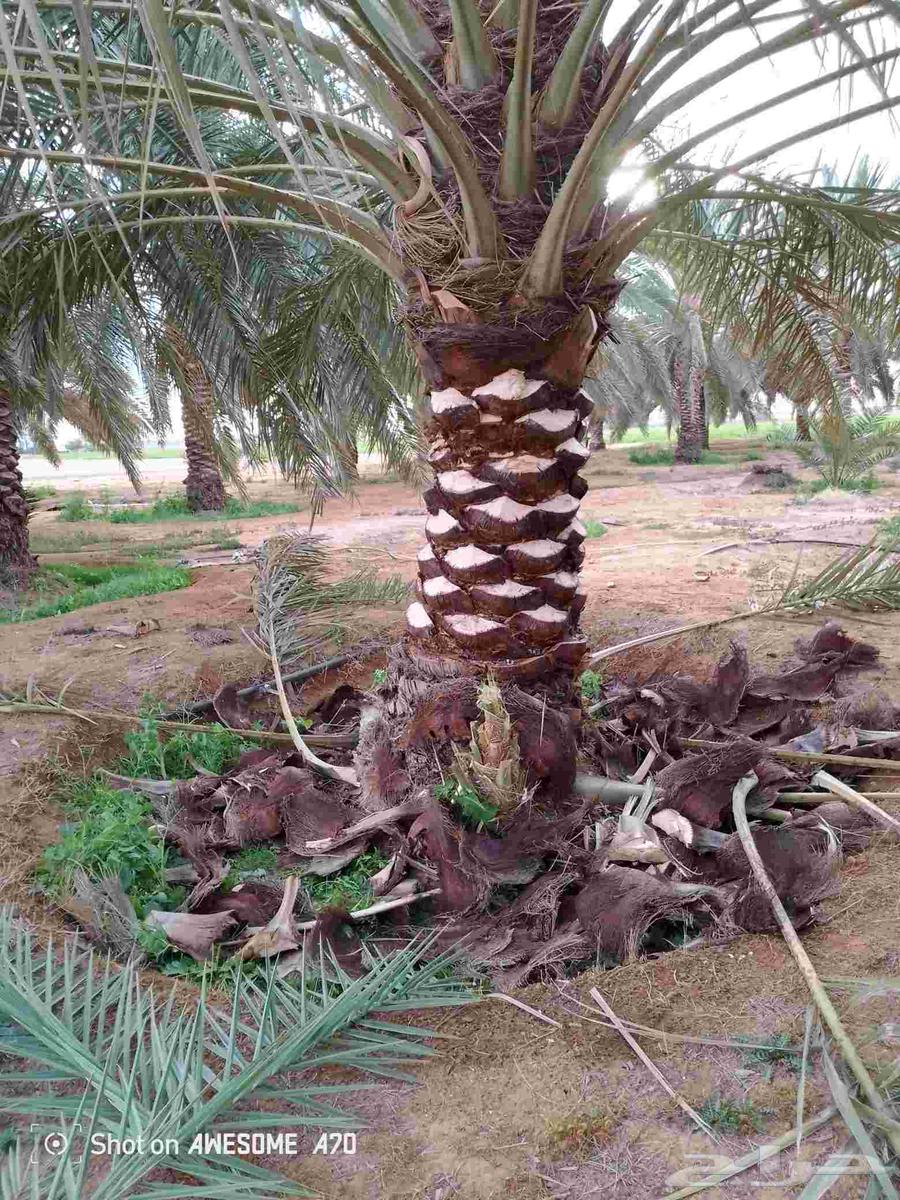 تكريب تقليع النخل والاشجار وكل ما يخص الزراعه أن شاء الله64534408248578113