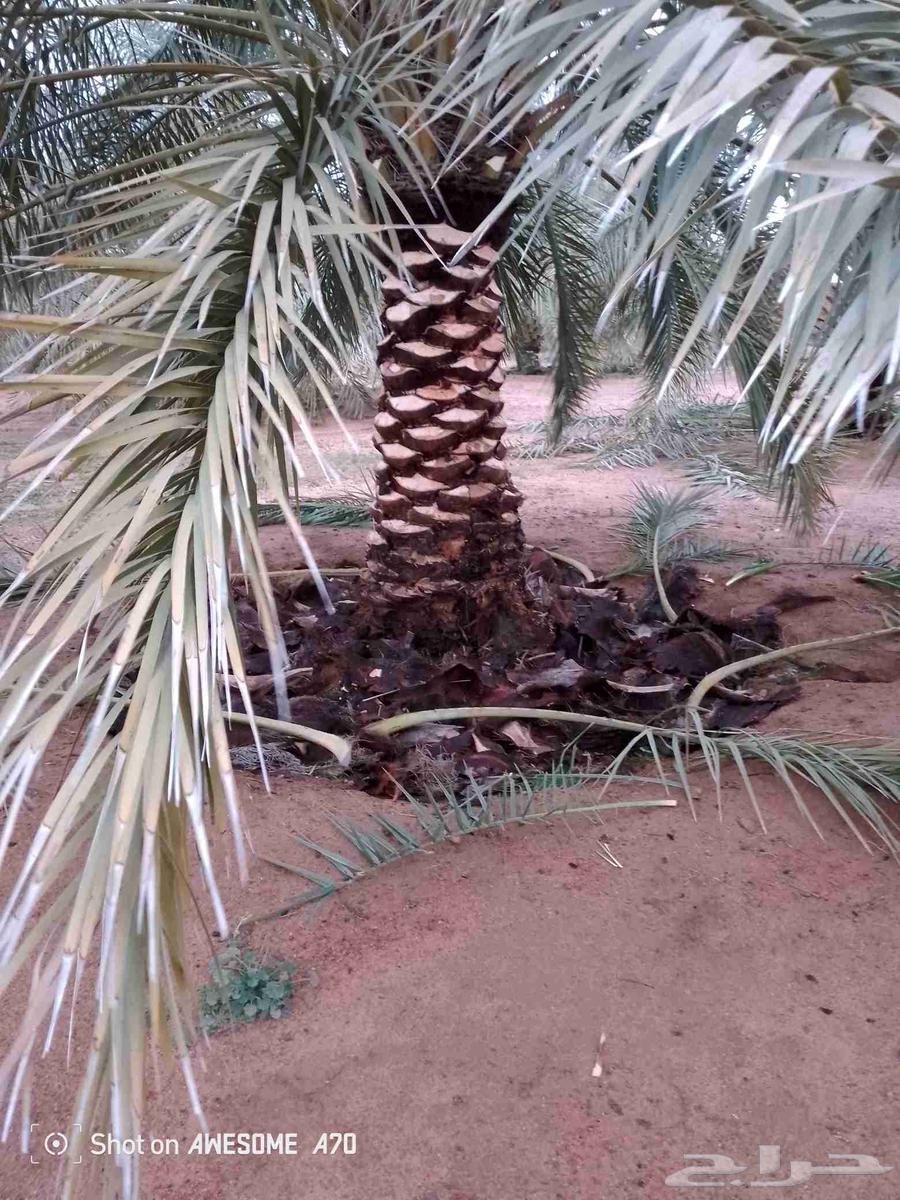 تكريب تقليع النخل والاشجار وكل ما يخص الزراعه أن شاء الله64534408248578112