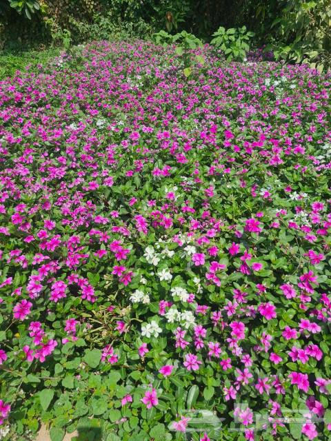 نباتات لكل المشاريع في انحاء المملكه الاشجار والنخيل64534504719873111