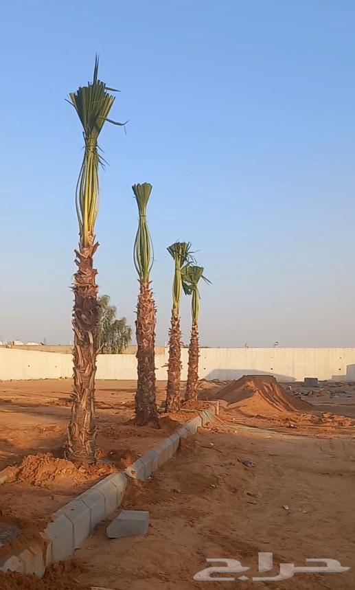 Washingtonia ornamental palm trees with leaves all sizes and dimensions64525066780289113