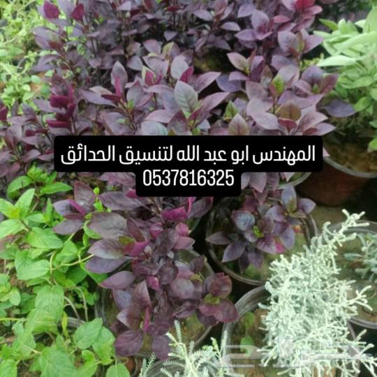 نباتات لكل المشاريع في انحاء المملكه الاشجار والنخيل64534504719873110