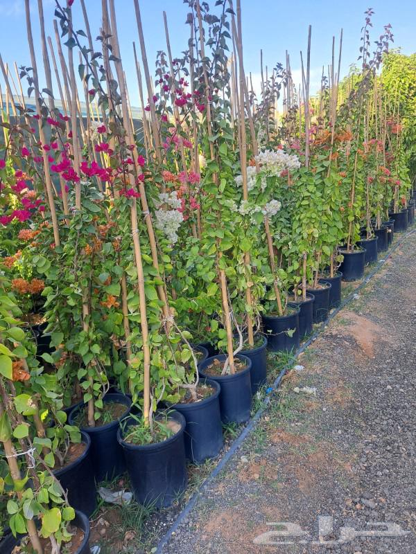 نباتات لكل المشاريع في انحاء المملكه الاشجار والنخيل64534504719873114