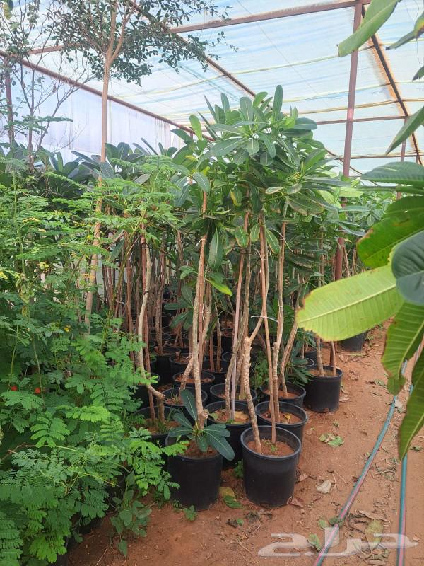 نباتات لكل المشاريع في انحاء المملكه الاشجار والنخيل64534504719873113