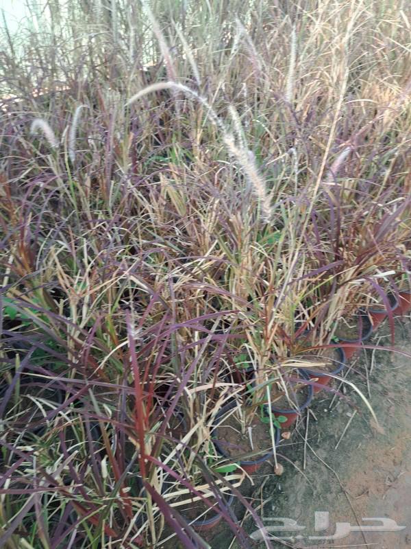 نباتات لكل المشاريع في انحاء المملكه الاشجار والنخيل64534504719873112