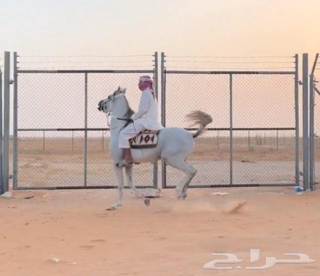 توريد وتركيب جميع انواع الشبوك64534260308994110