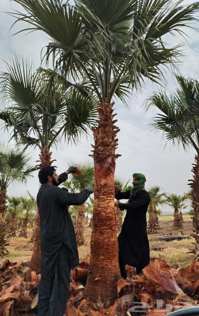 Washingtonia ornamental palm trees with leaves all sizes and dimensions64525066780289114