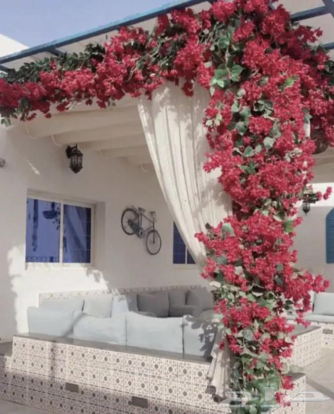 تنسيق ورد جهنمي كافيهات و مطاعم جلسات خارجيه64534342449153112