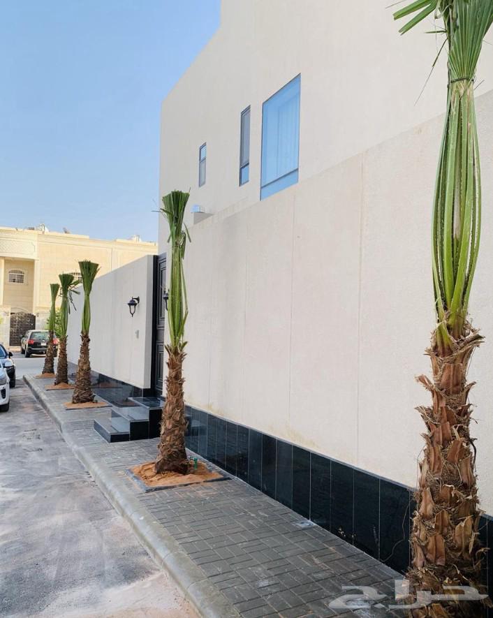 Washingtonia ornamental palm trees with leaves all sizes and dimensions64525066780289110