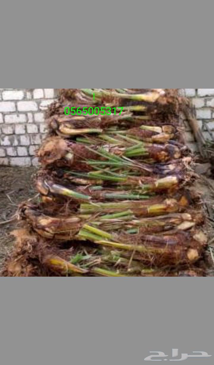 تكريب تقليع النخل والاشجار وكل ما يخص الزراعه أن شاء الله64534408248578114