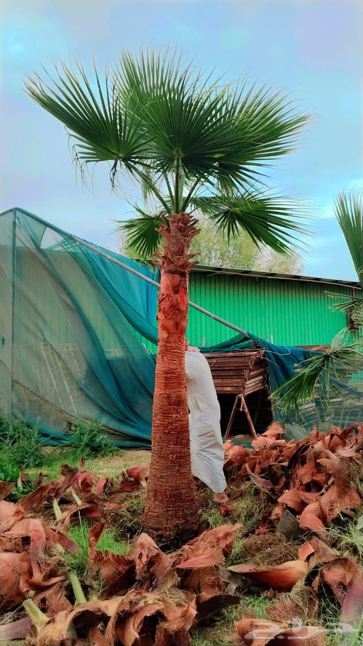 Washingtonia ornamental palm trees with leaves all sizes and dimensions64525066780289112