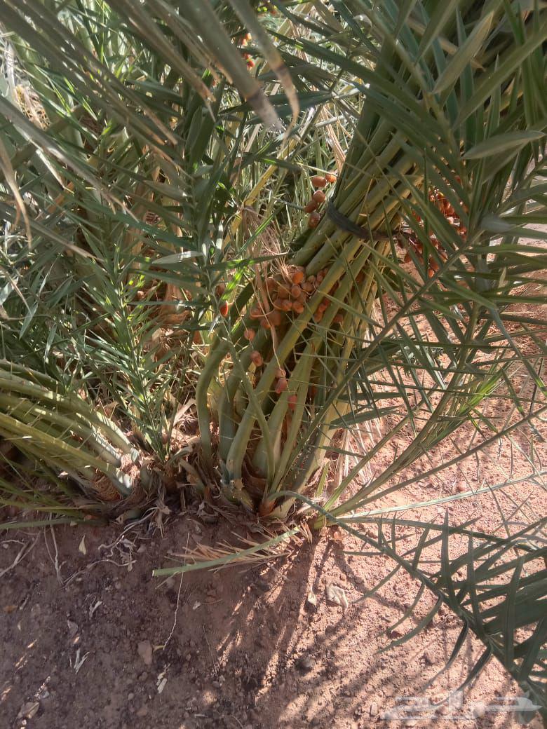 ابو عبدالرحمن لتوريد جميع انواع انخل المثمر وزينه وتركيب اشب64534440237442114