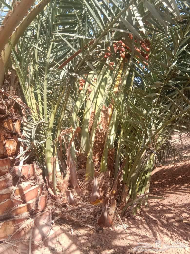 ابو عبدالرحمن لتوريد جميع انواع انخل المثمر وزينه وتركيب اشب64534440237442113