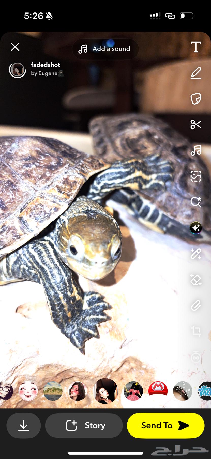 I am a turtle caretaker, and if you have neglected turtles, I will take care of them64524099264898110