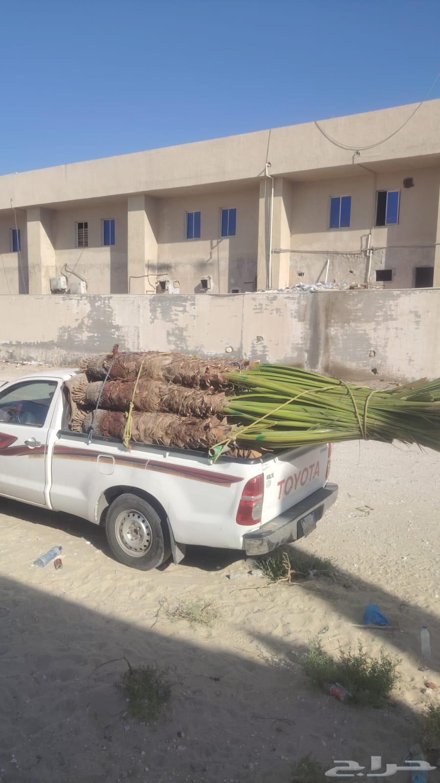 ابو عبدالرحمن لتوريد جميع انواع انخل المثمر وزينه وتركيب اشب64534440237442112