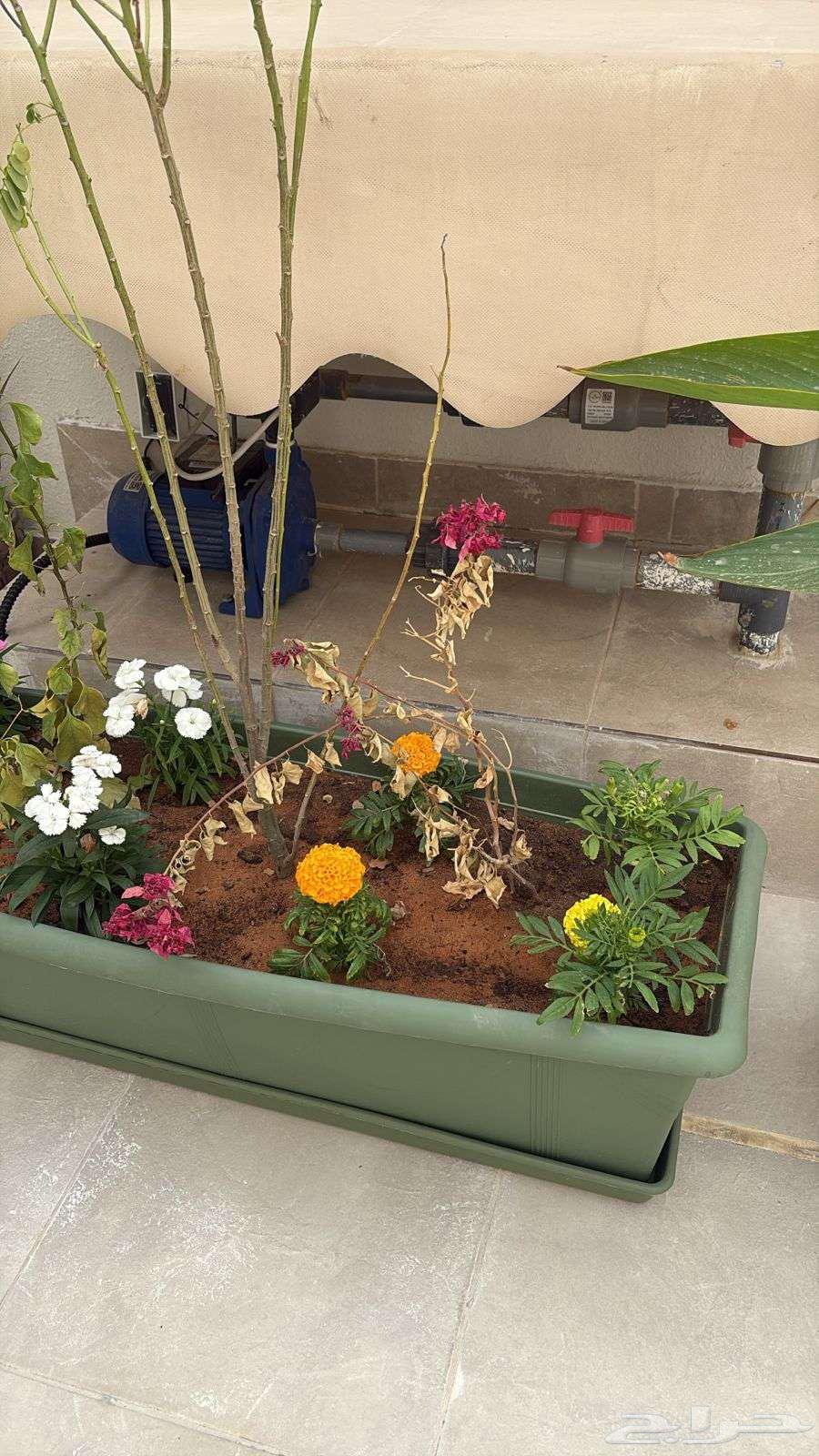 زراعة التيل الطبيعي بافضل الاسعار64534503053825113